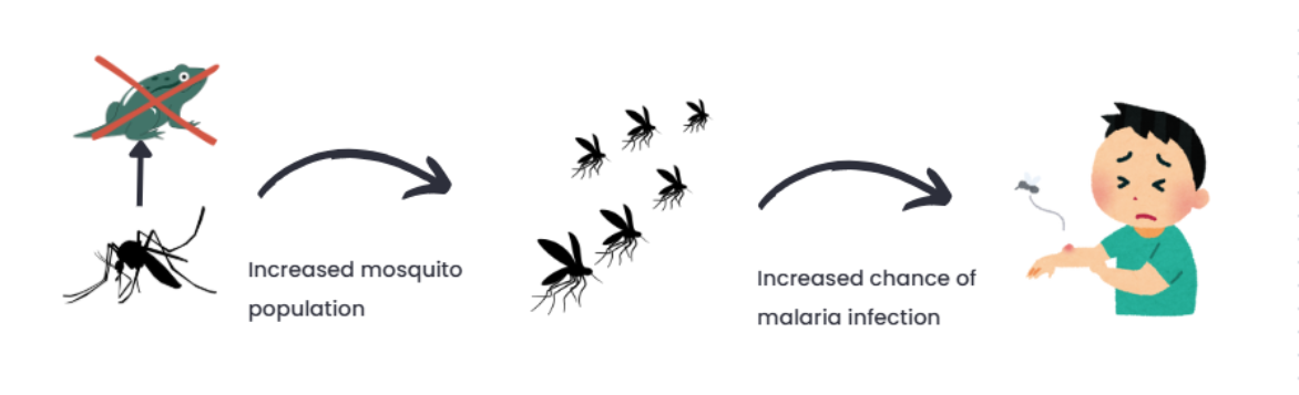 Mosquito Population Impact Chain
